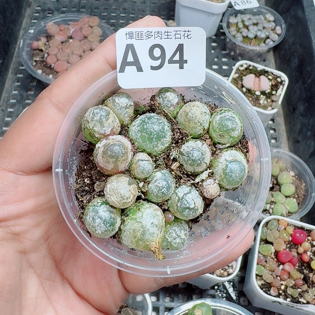 94多肉植物多肉植物
