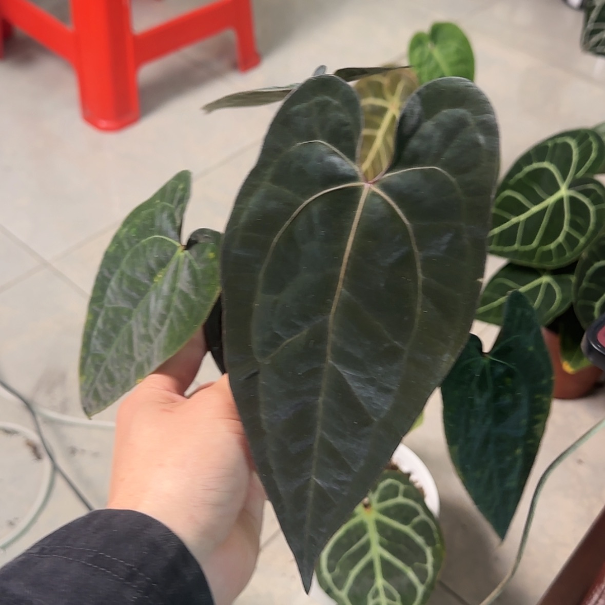【闪购商品】黑桃黑凤凰带一侧芽