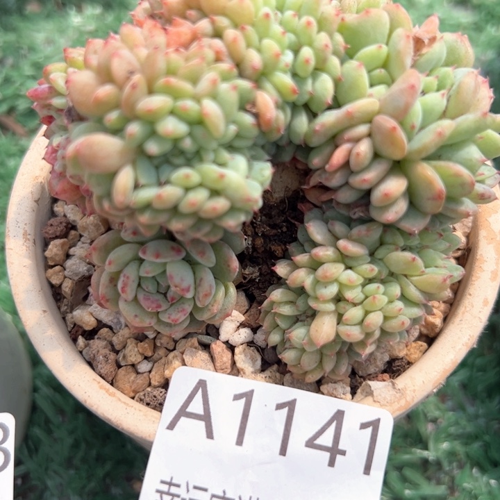 幸运的是我在这里看