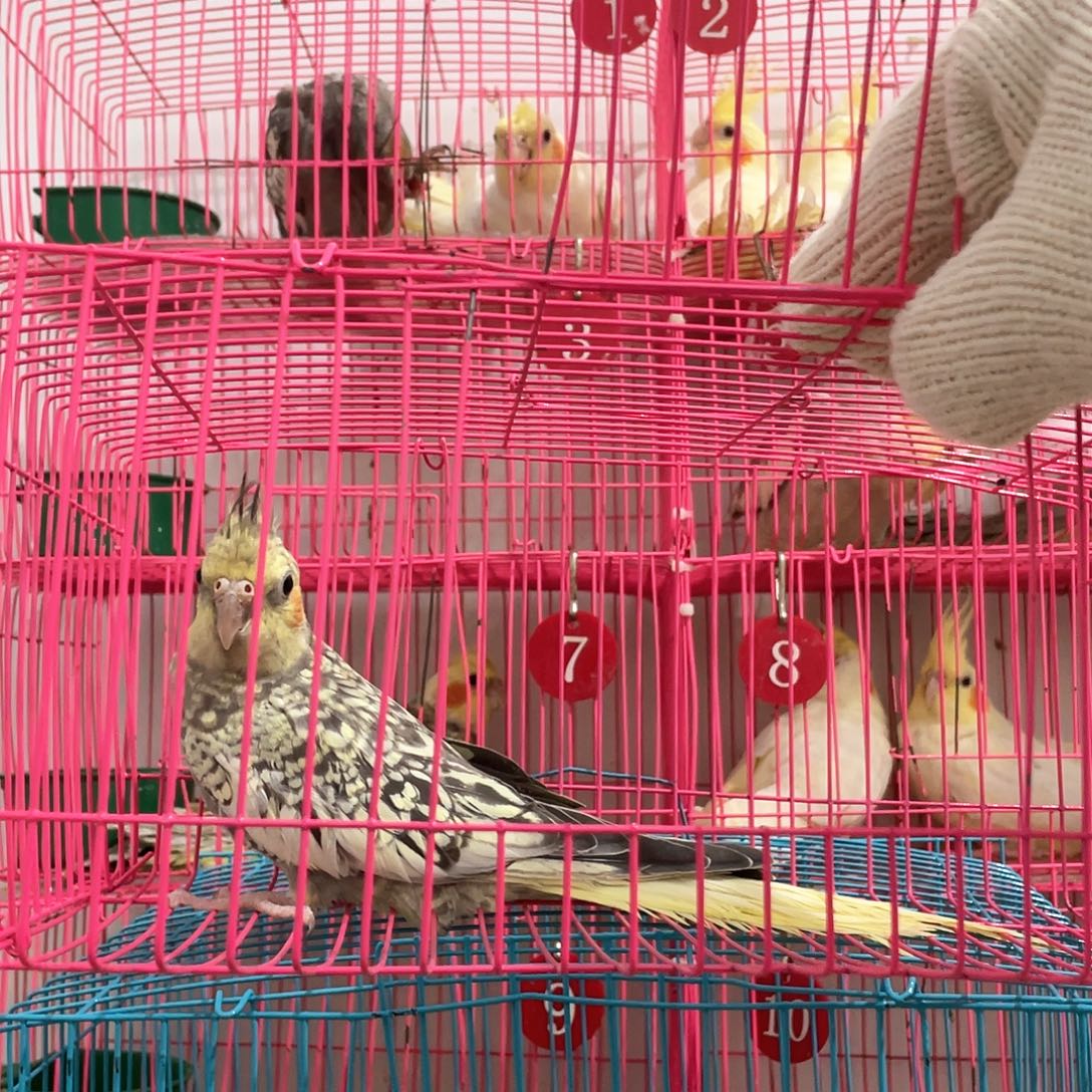 玄凤鹦鹉/鸡尾鹦鹉