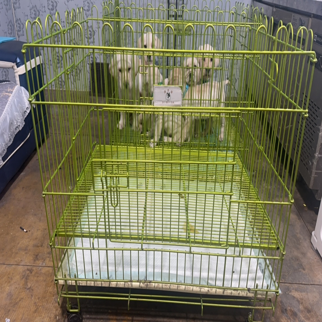 狗笼子可折叠家用室内中型犬小型犬带厕所泰迪比熊柯基柴犬狗笼窝