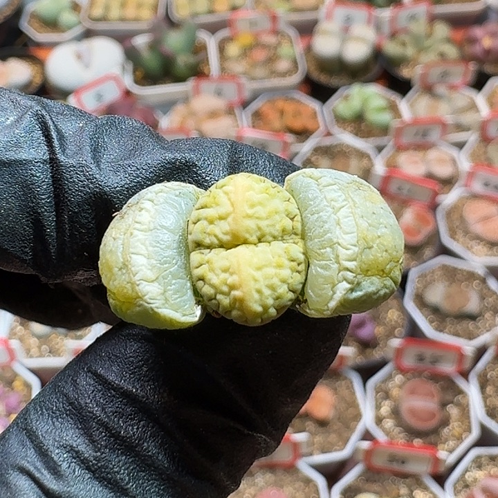 生石花234:：。  39