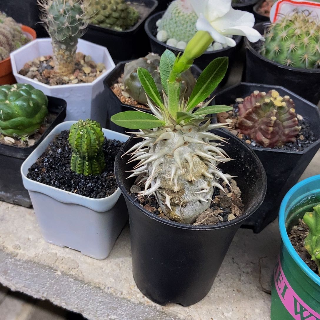 女王玉一物一拍，