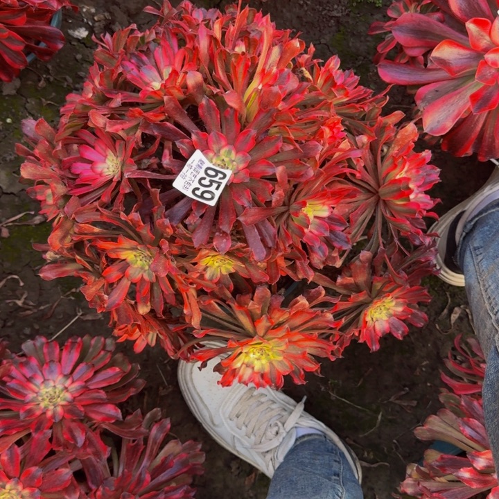 雪姬花27-50包邮花花