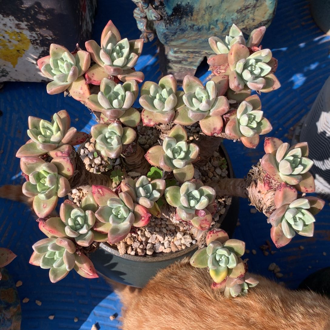 法瑞杂拇指，多肉植物