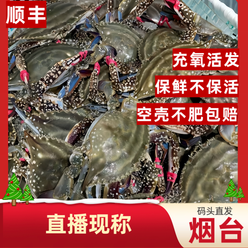 【3直播现称】烟台码头海捕梭子蟹充氧活发【保鲜不保活】斤只两