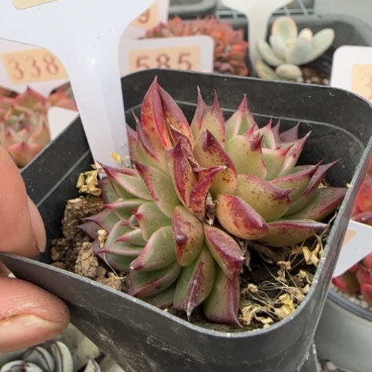 396万圣夜一物一拍多肉