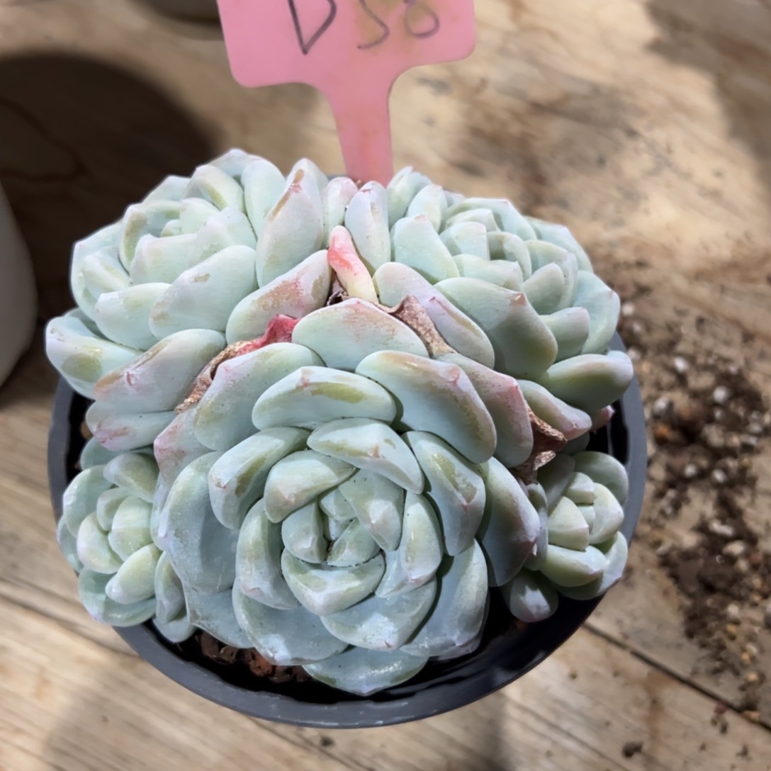 多肉植物一物一拍d58