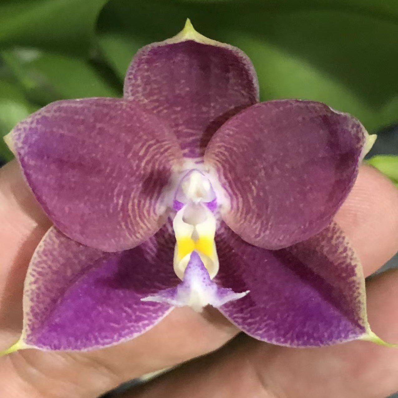 精品浓香型蝴蝶兰