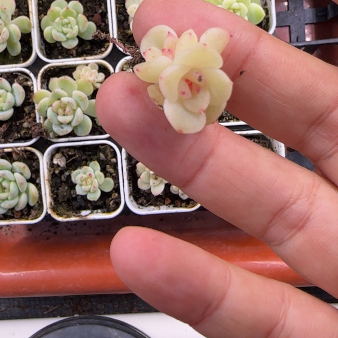 十***。P26 穴白灯下一个满25包邮
