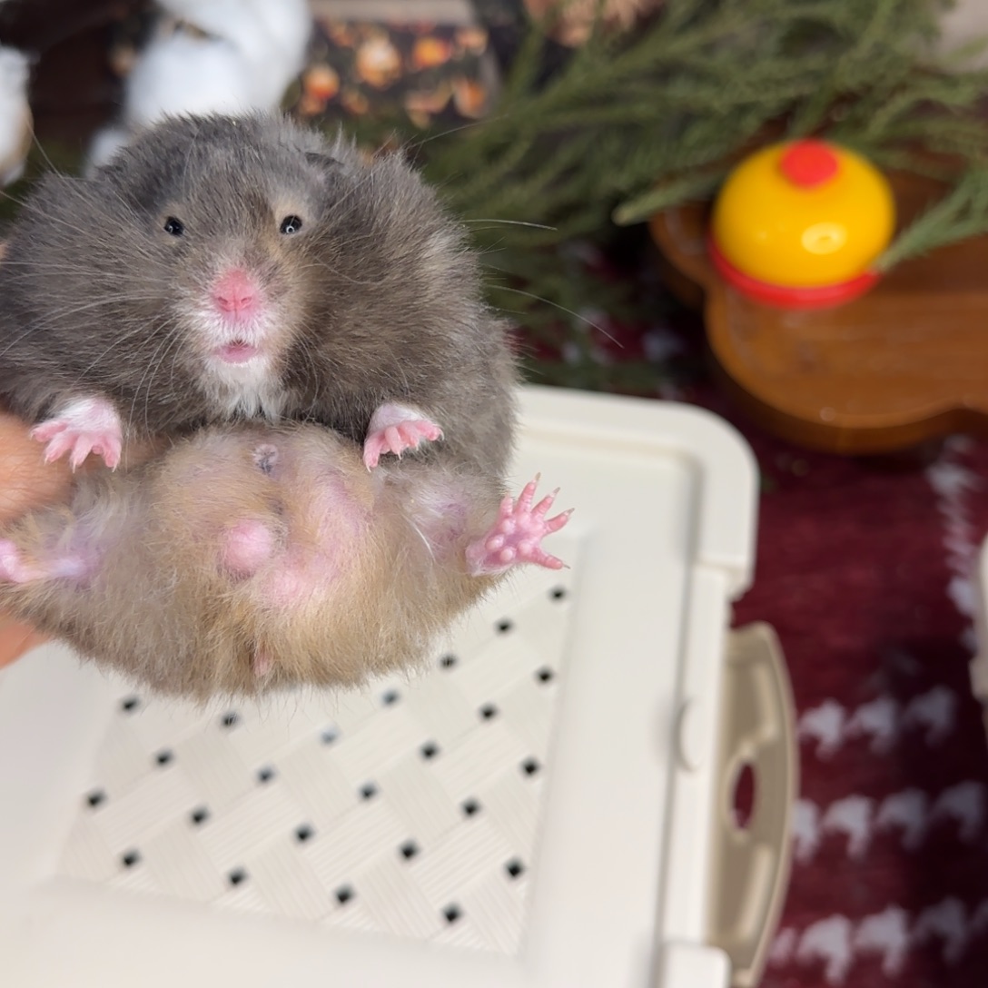 眼圈黑黄弟弟11.08