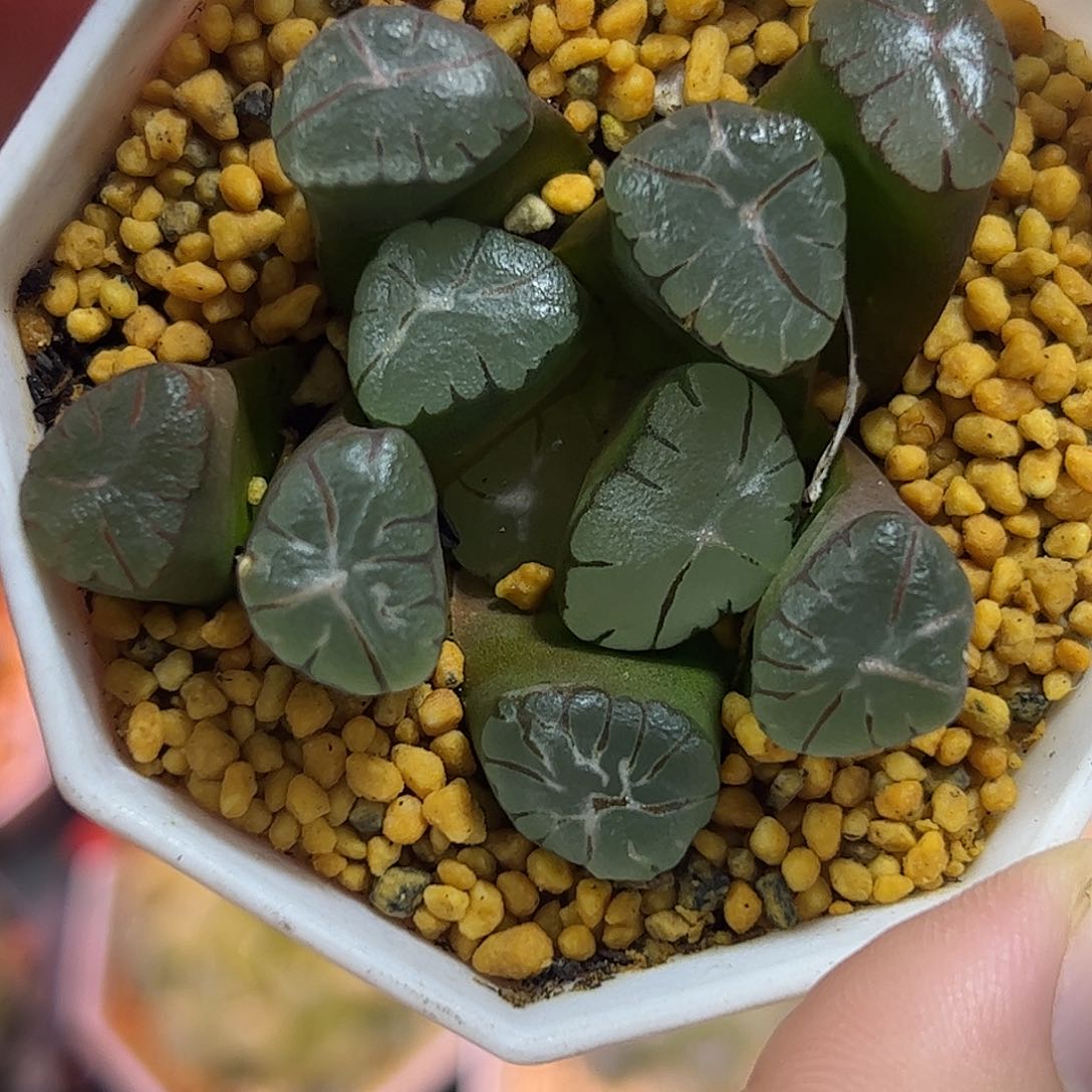 大紫万象十二卷多肉植物