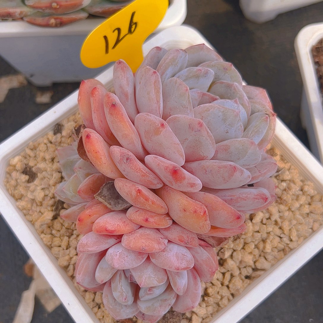 三头橙梦露126号一物一拍