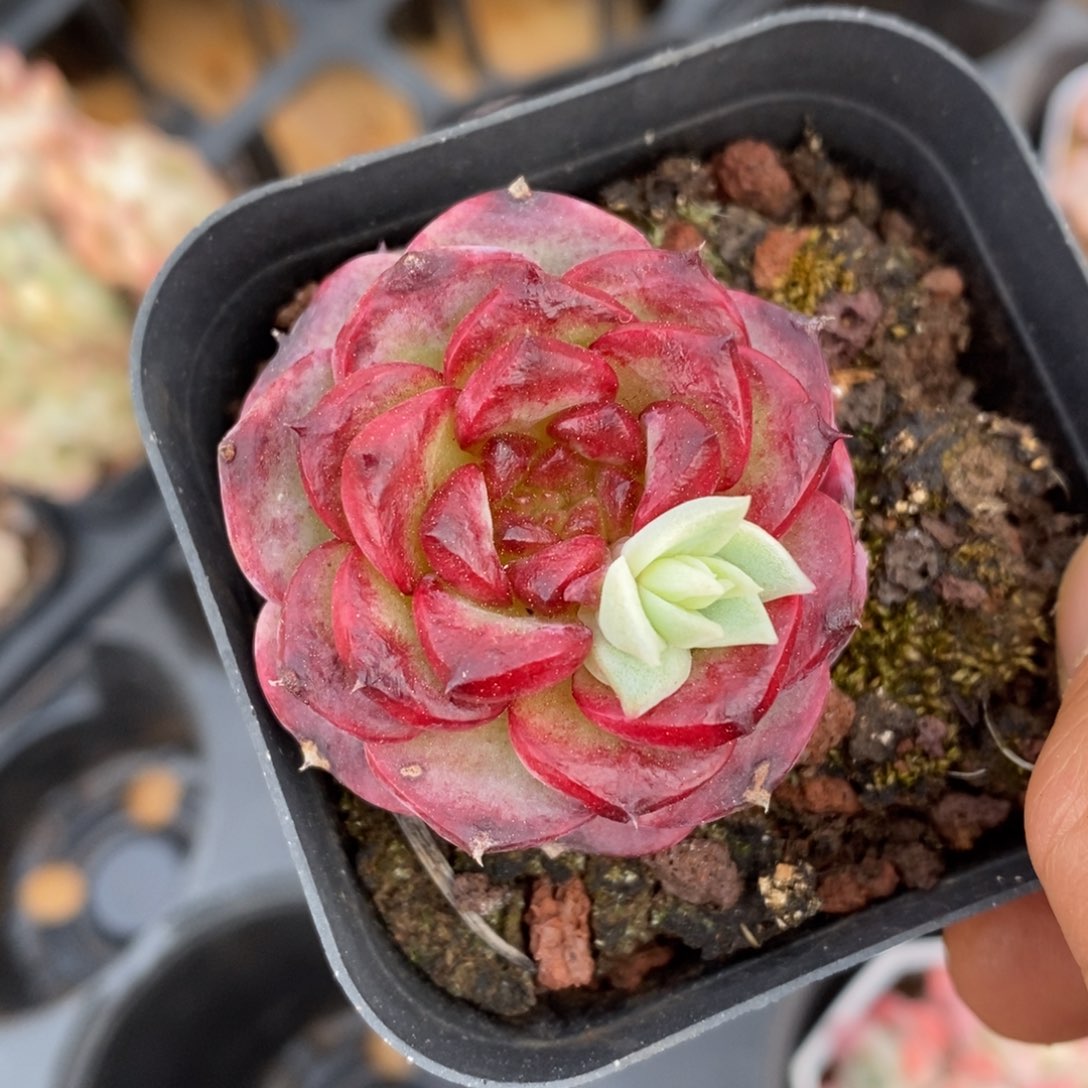 精品多肉一场一拍不包整628