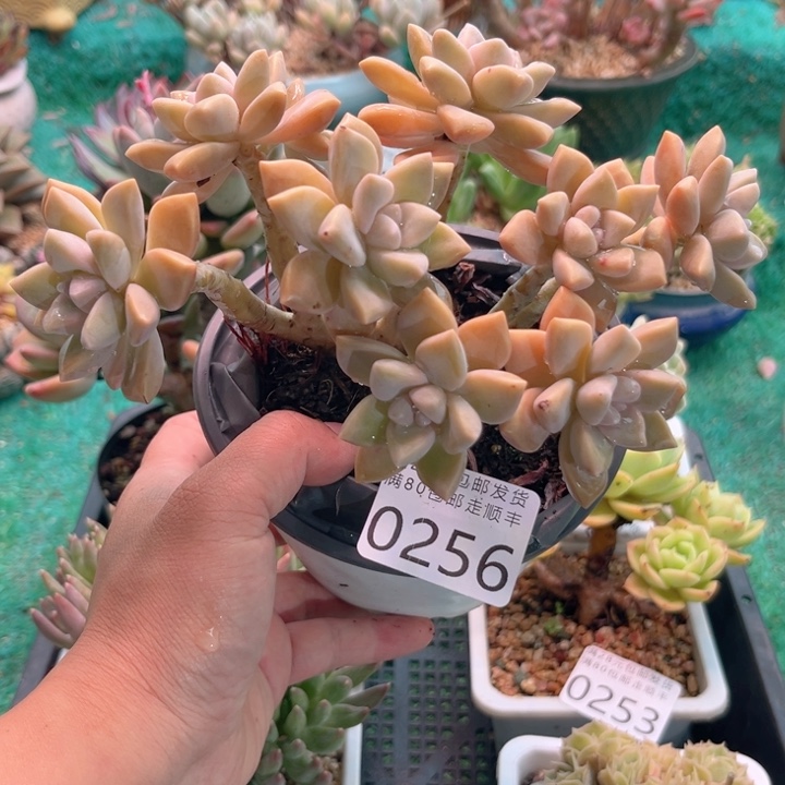 大0256:、zvxvvbbbbbb