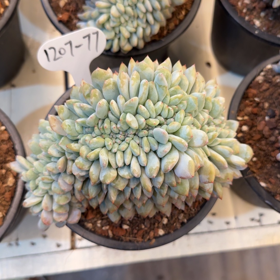 1207-77星影缀化脱土发货