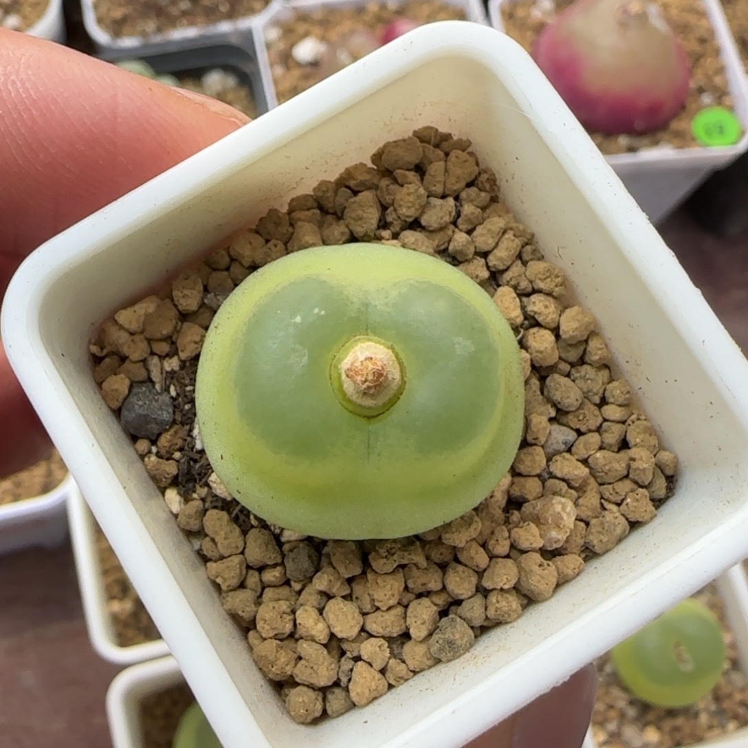 苏***L专拍漂亮多肉植物558