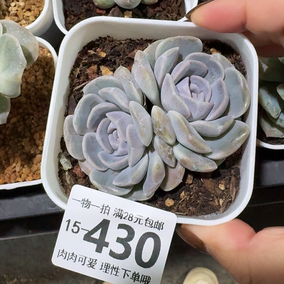 汉堡无盆土发货无盆