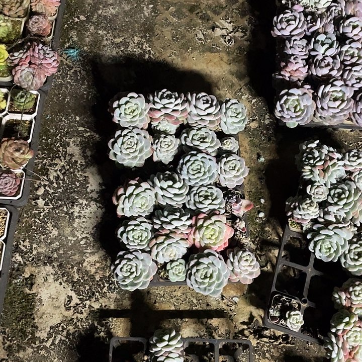 溪畔专拍202601020000