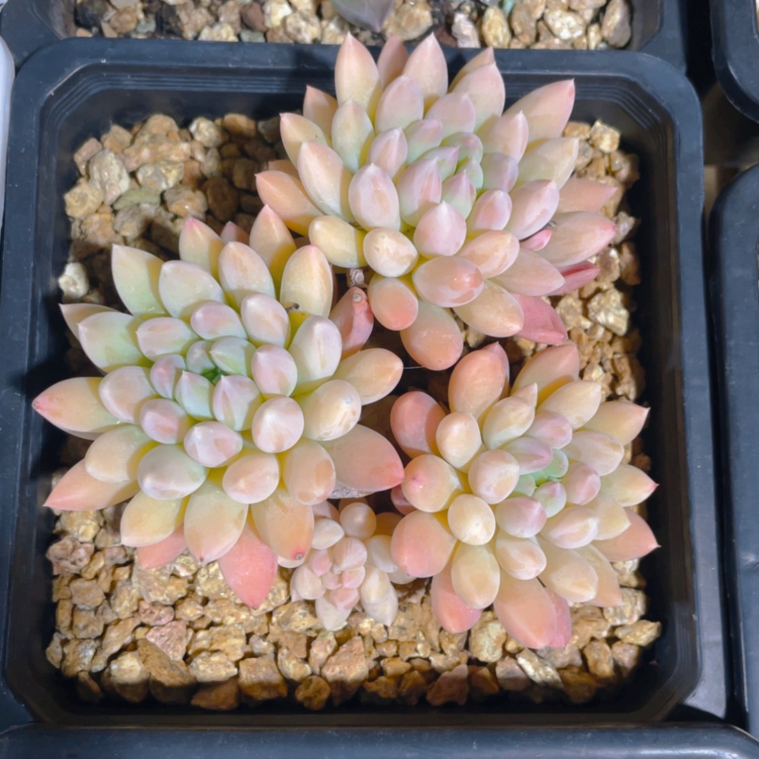 奶糖多肉植物一棵