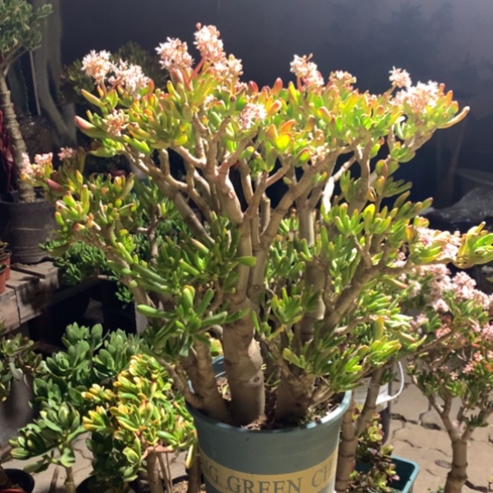 元**奶C38纤纤玉指脱土发