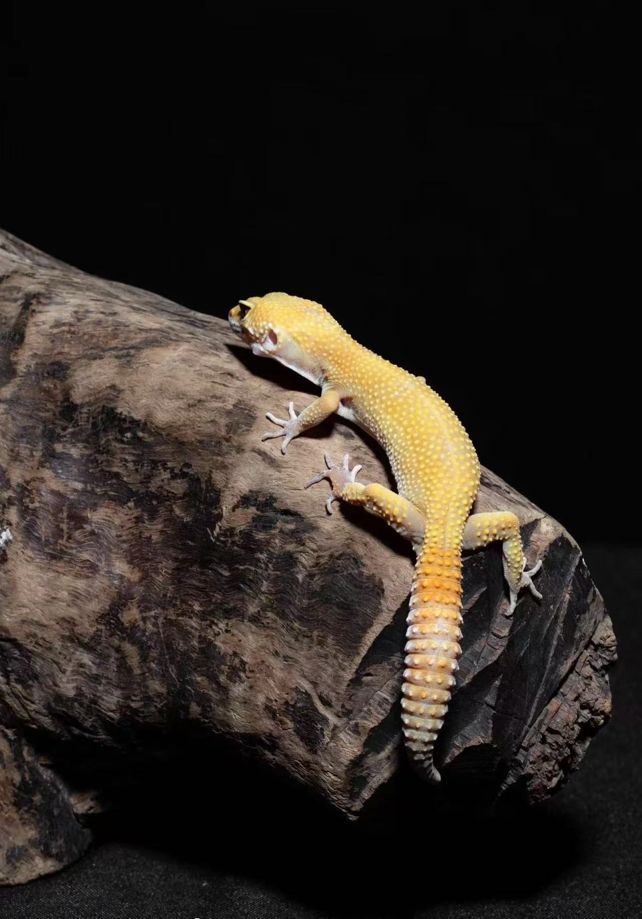 温顺可爱适合新手的豹纹守宫活体爬宠