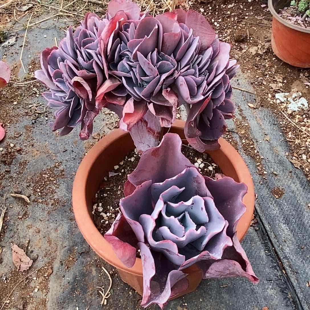 多肉植物蓝玫瑰缀化66