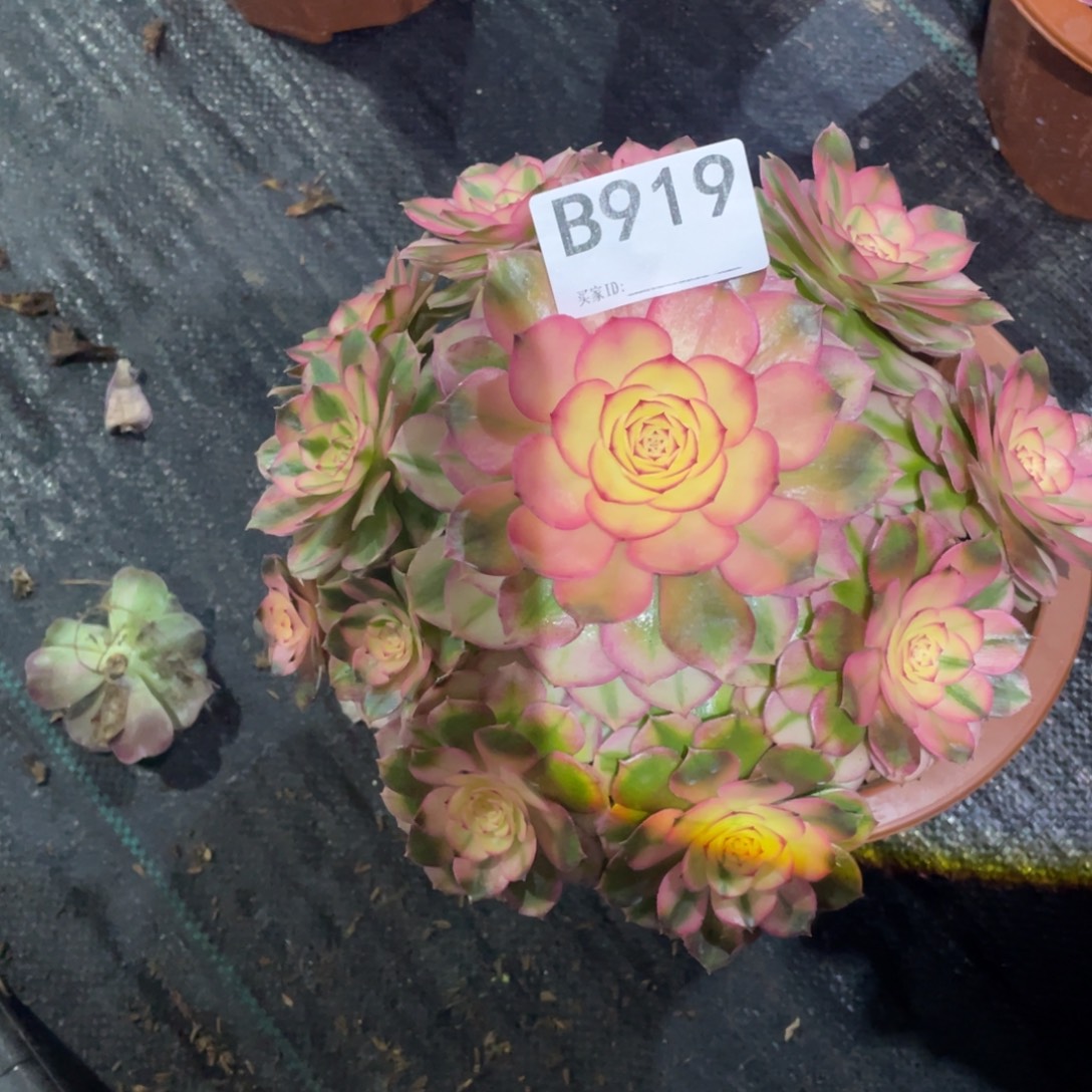 栀***子倾城法师。    919