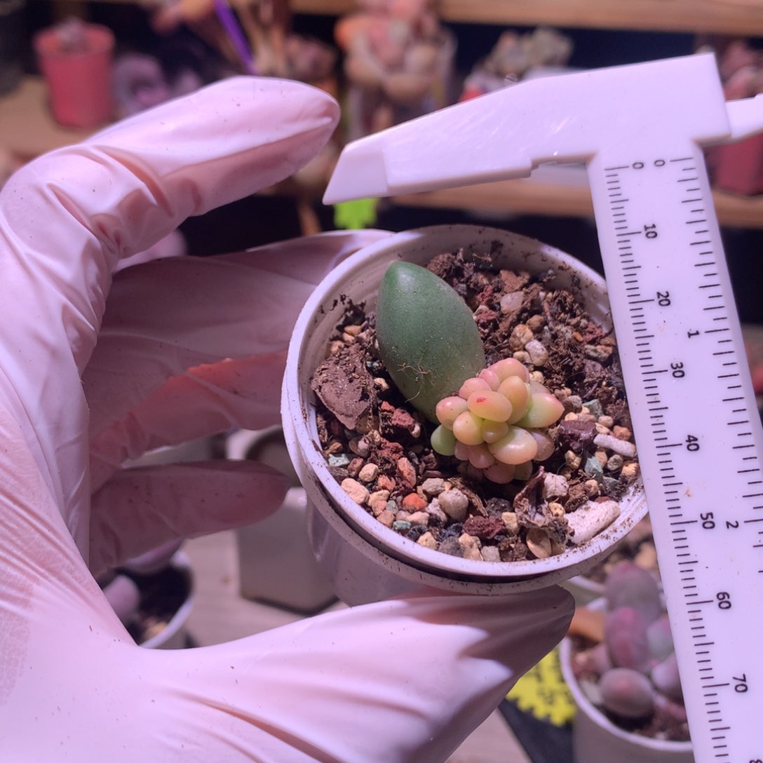 千代田锦千代田缀化