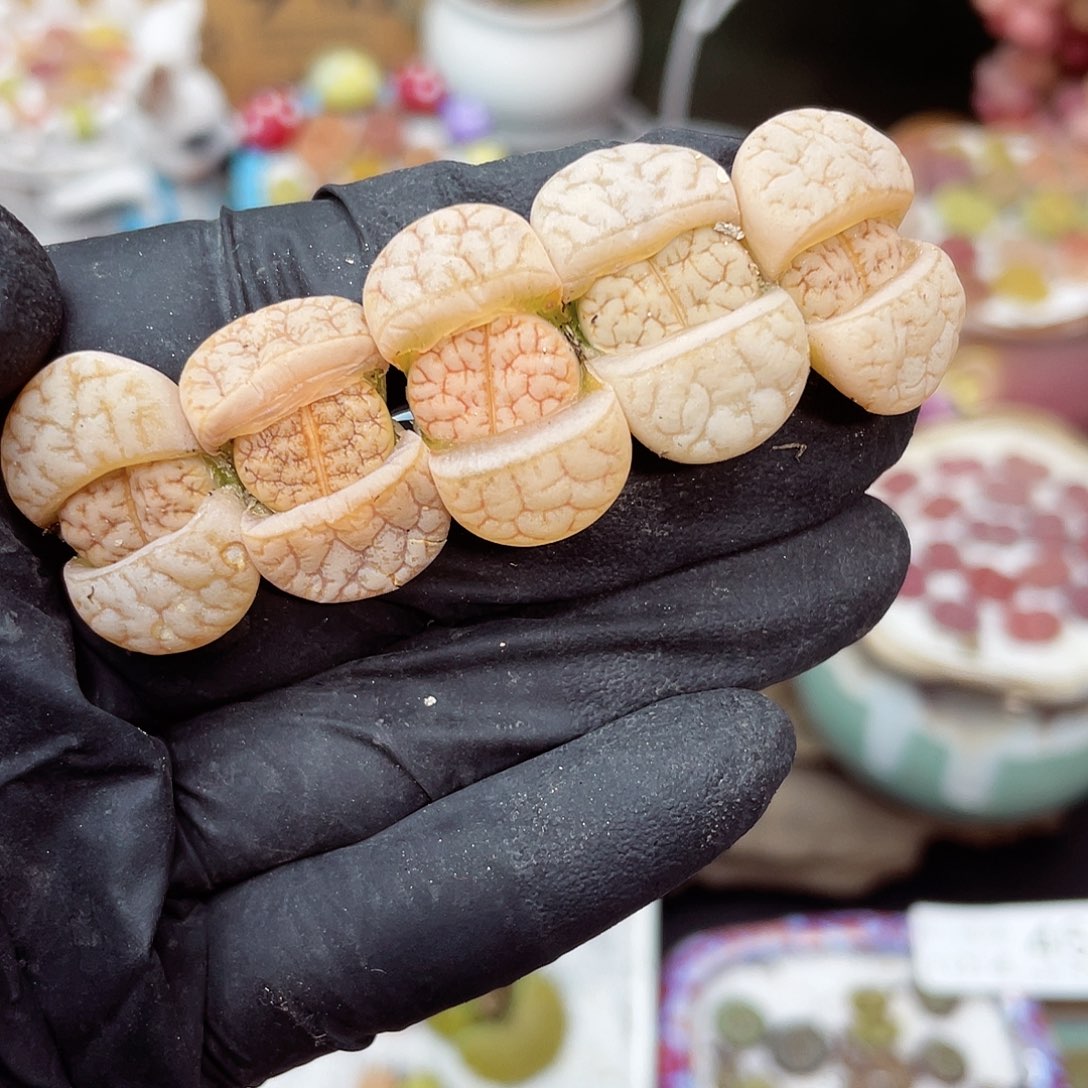 生石花满18包邮14-119