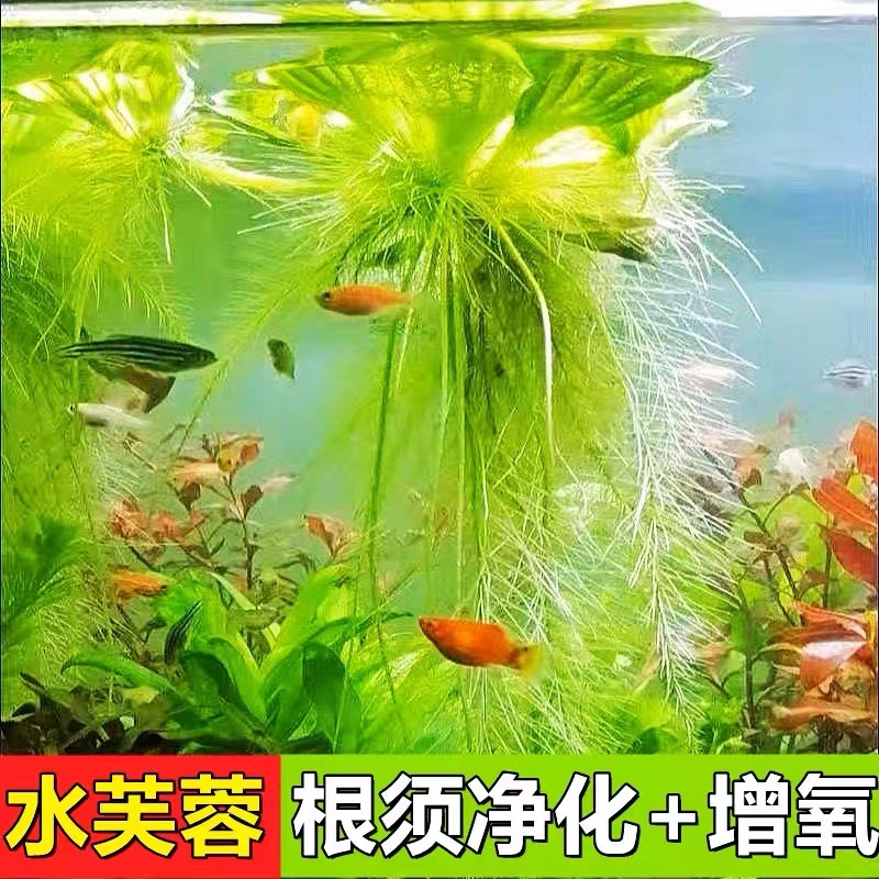 水芙蓉浮性水草龟缸新手养鱼养龟养虾净化水质水生增氧植物