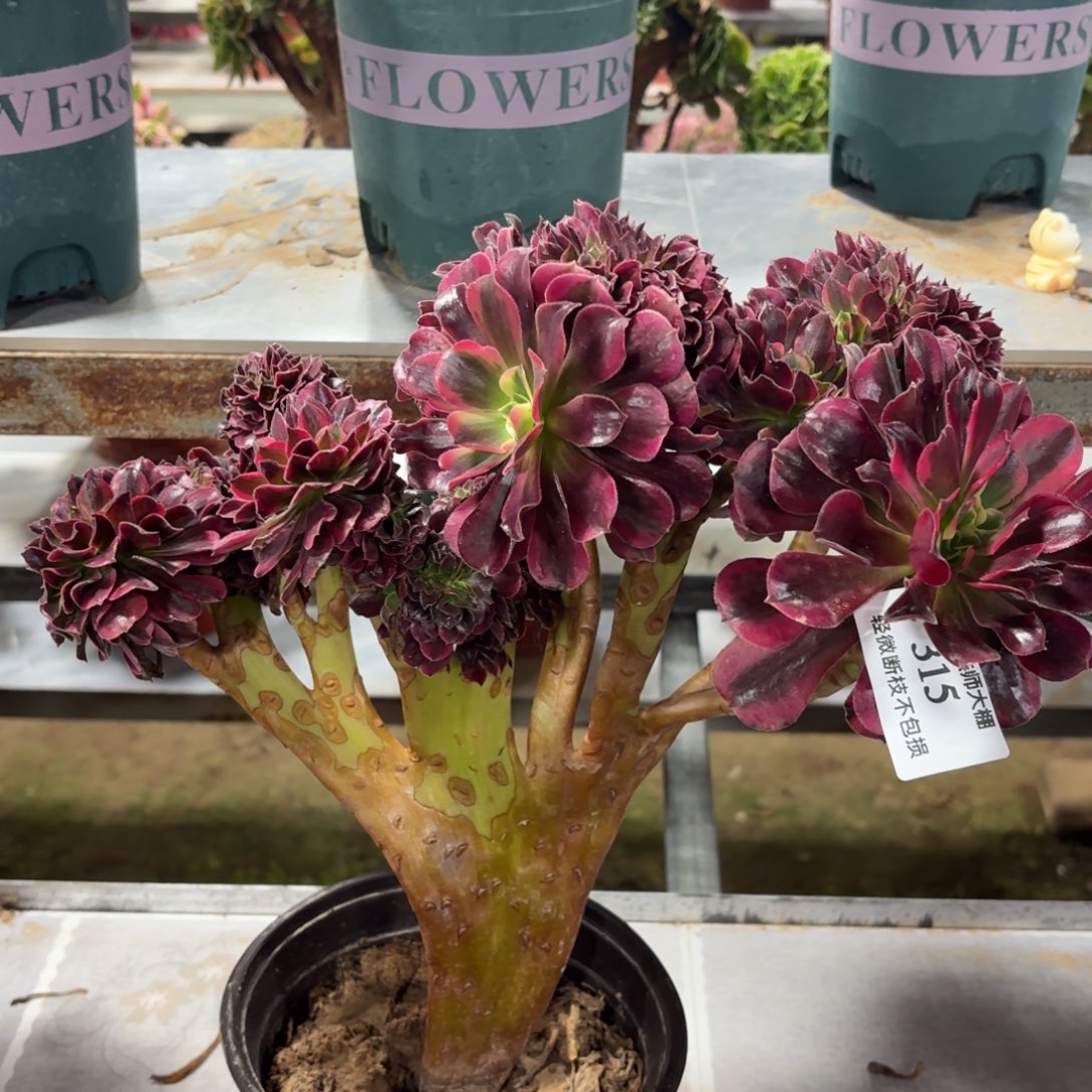 315美杜莎缀化多肉植物