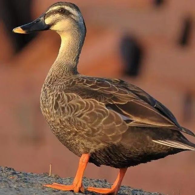 农村散养散放麻鸭二代，3只6斤左右