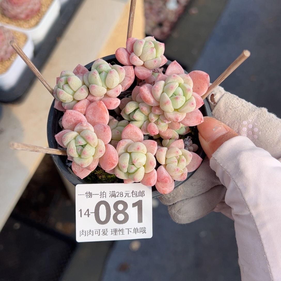 粉香水多肉多肉多肉多肉