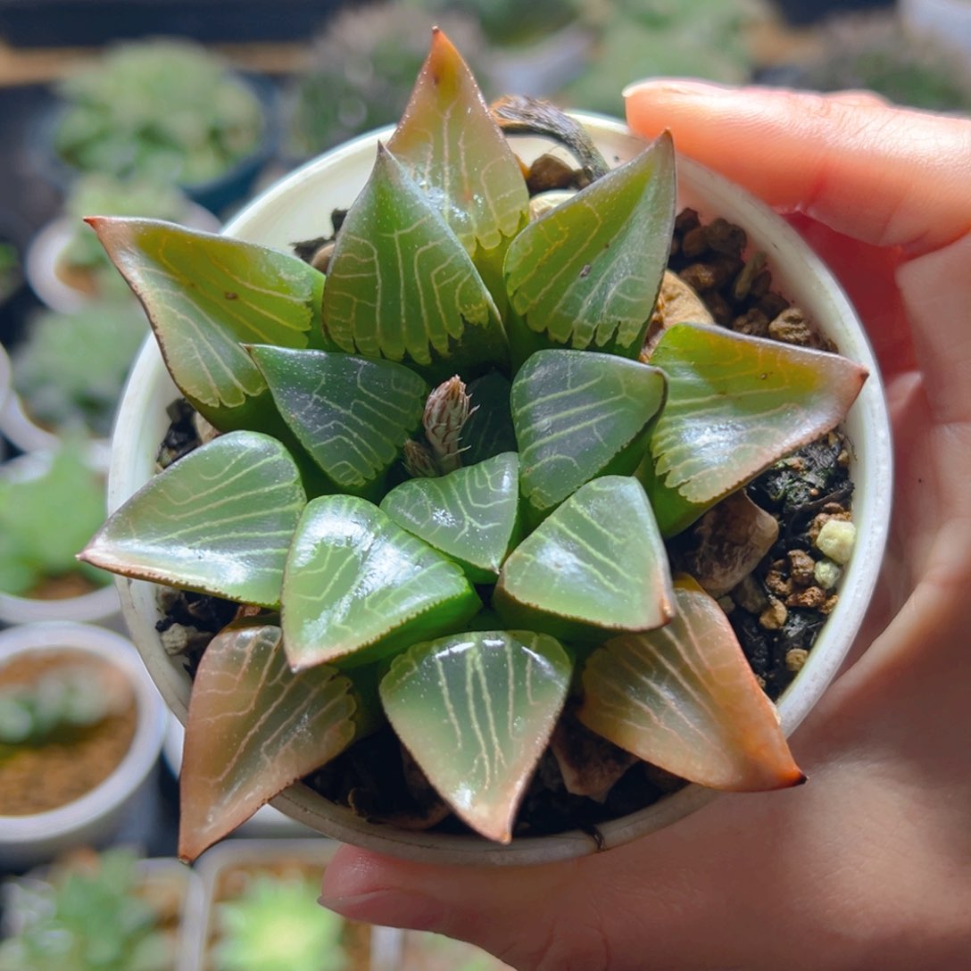 花影克玉露多肉多肉