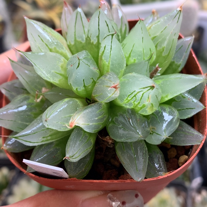 西亚基带盆土发货