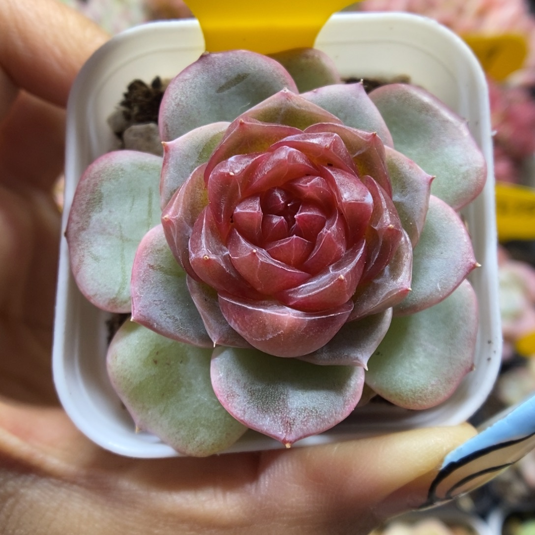 x105宝石心珍妮463号