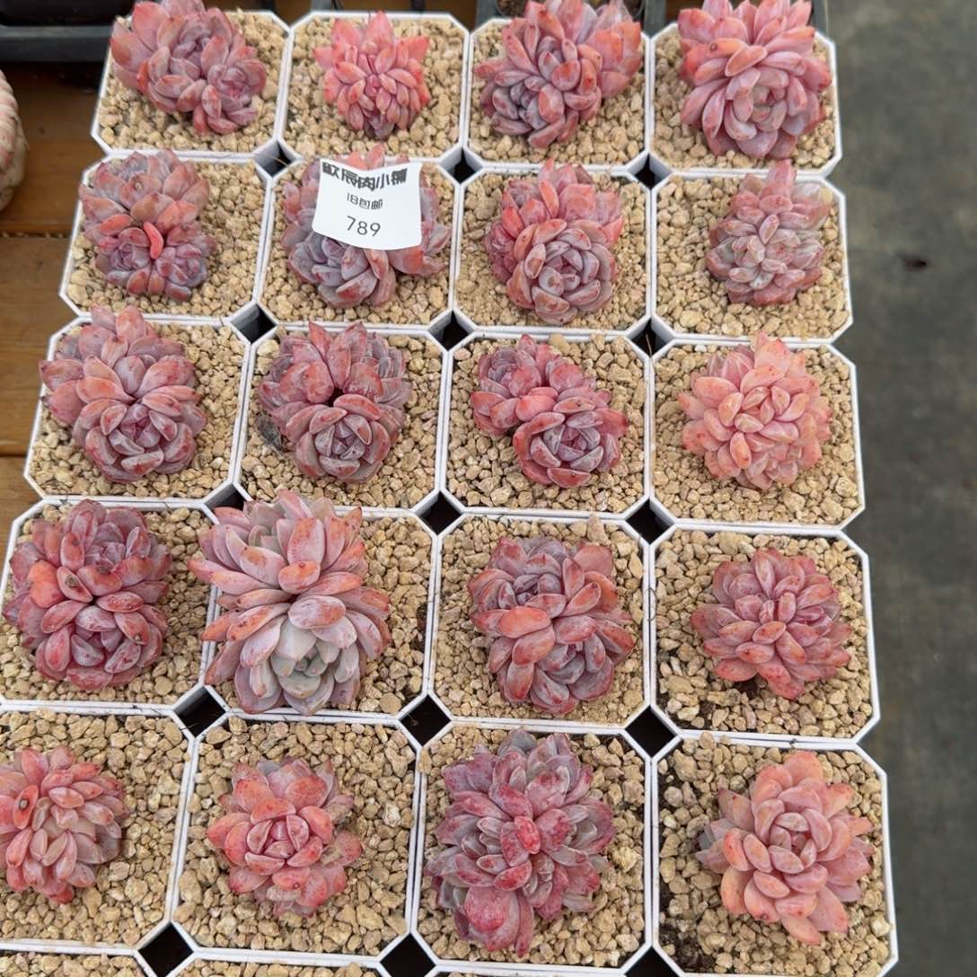 多肉植物心想事橙24颗789