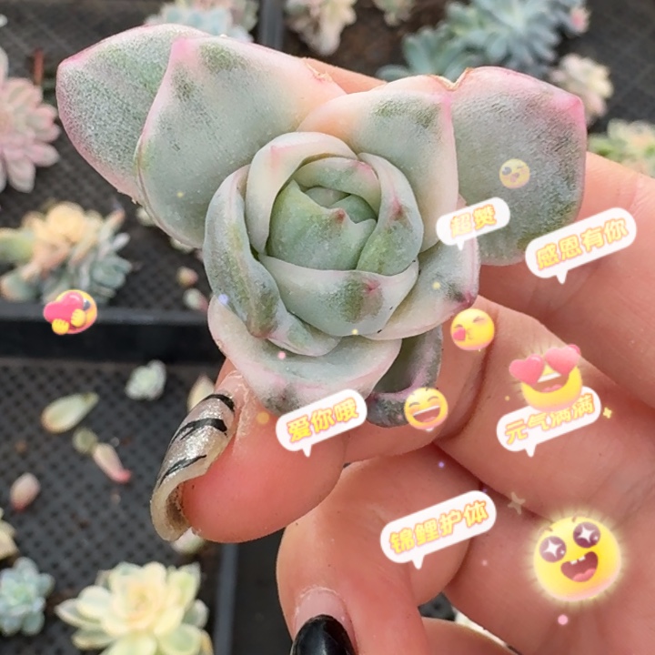可爱玫瑰一物一拍