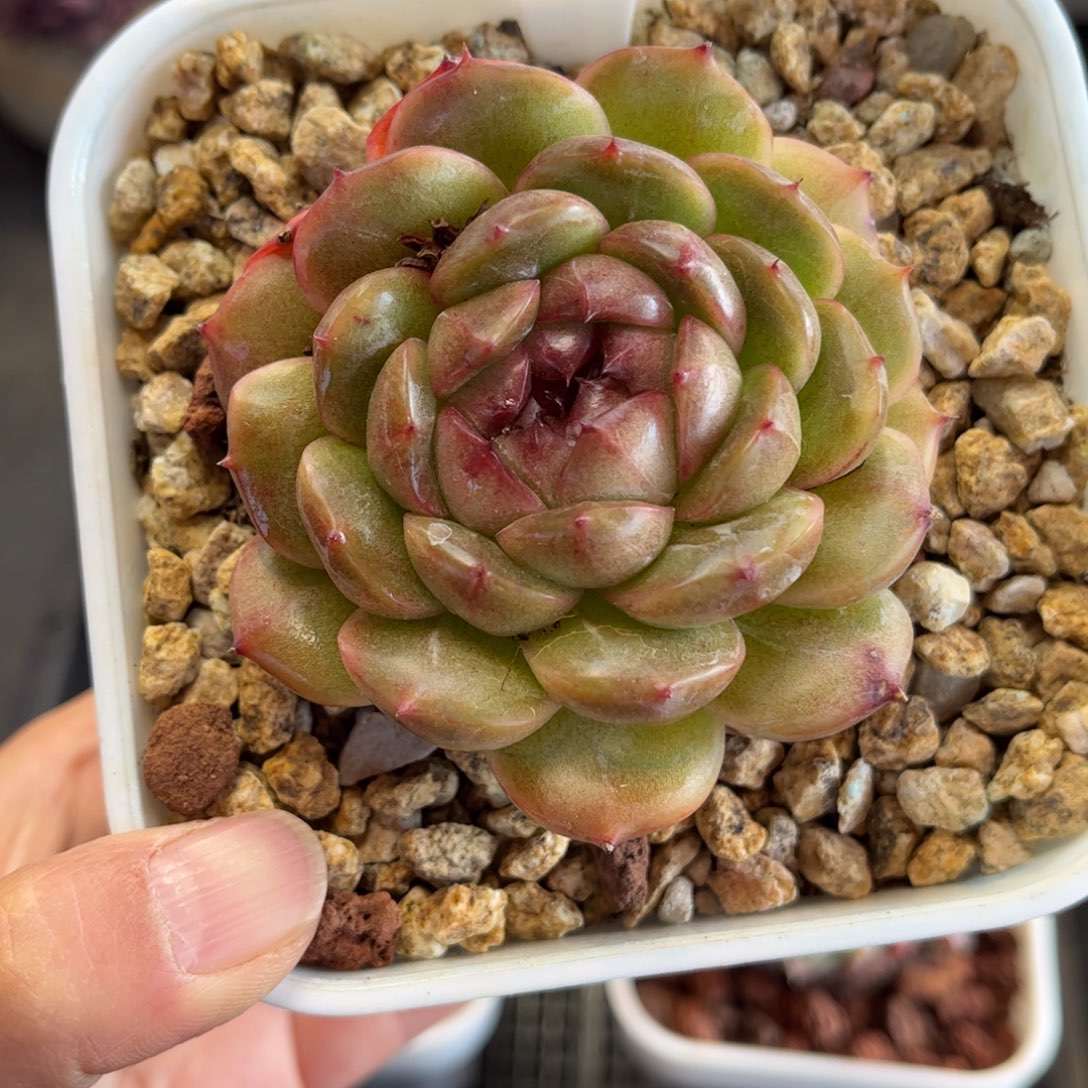 1359 天冷必拍保温箱