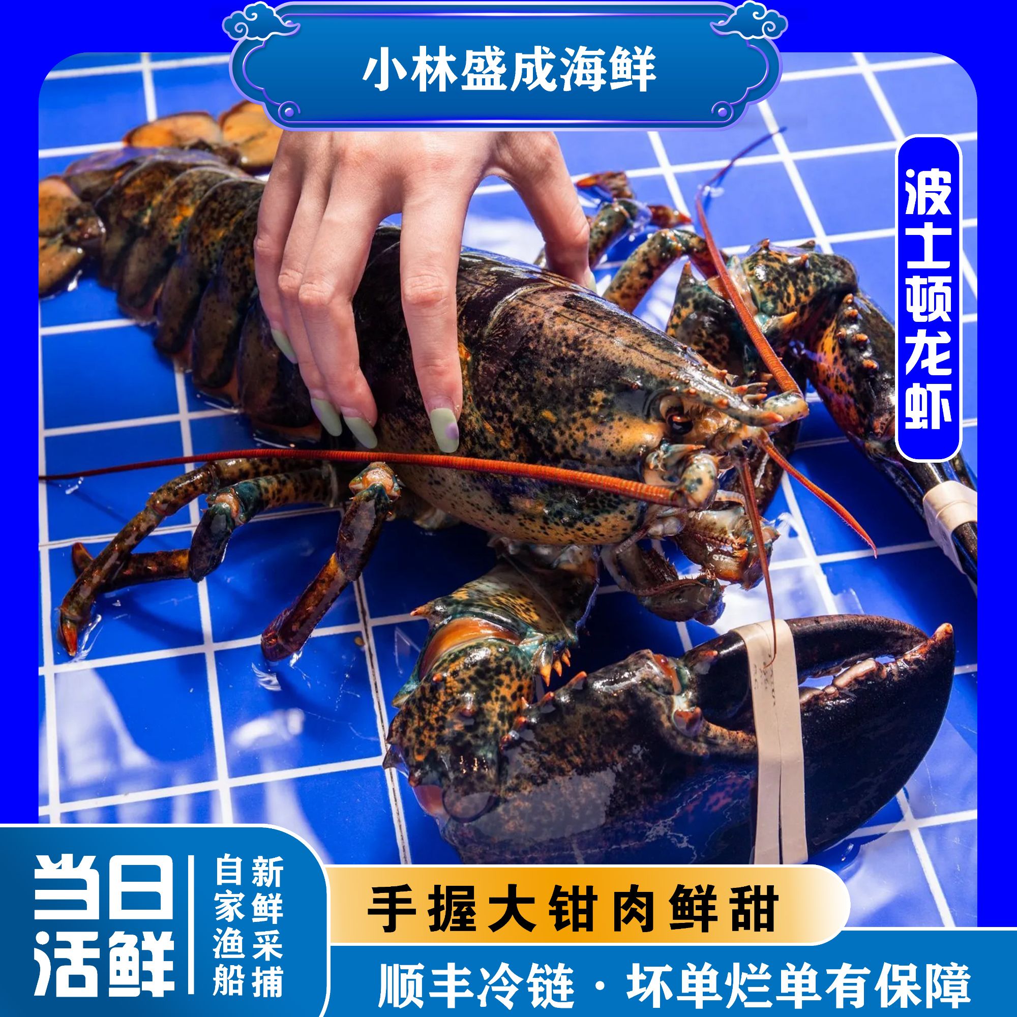 【波士顿龙虾】一只起拍 保鲜保肥不包活 单只500g左右