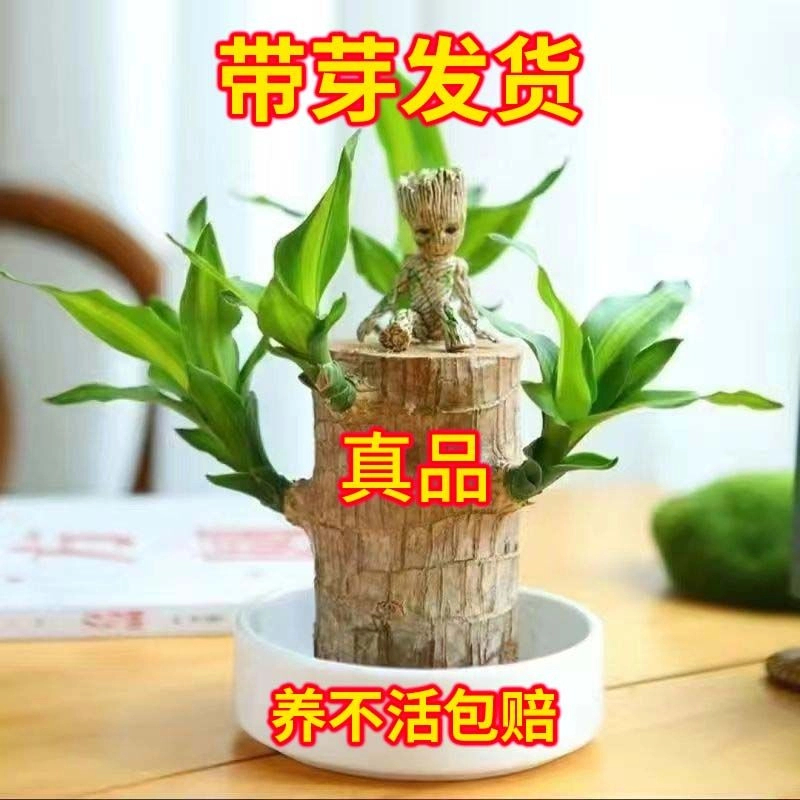 【带芽发货】水培巴西木幸运木创意绿植四季常绿开花桌面好养除甲醛