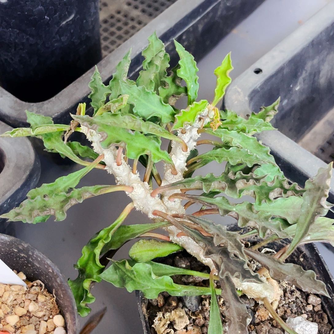 非偏远地区满25包邮仙人球