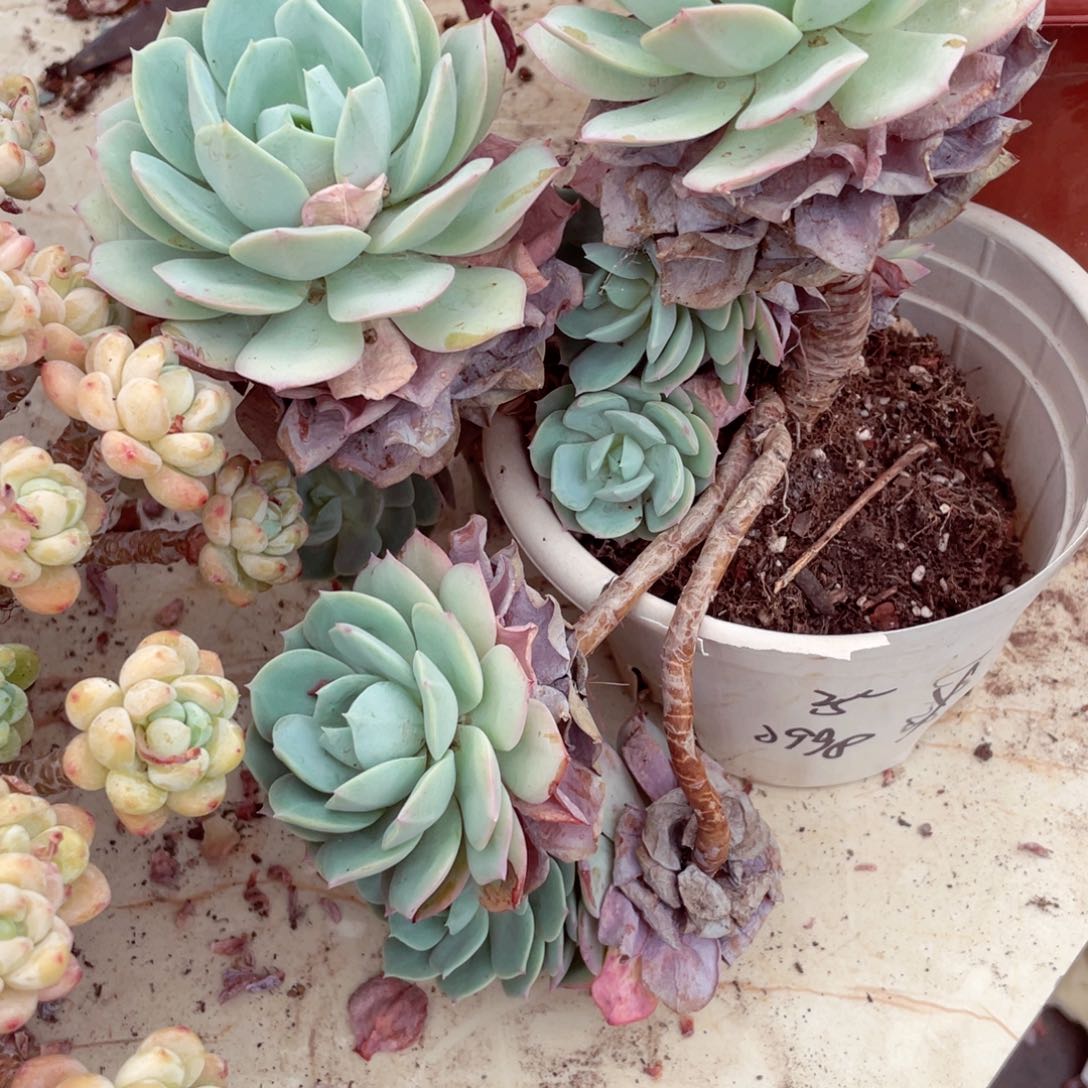 恋曲0998一物一拍