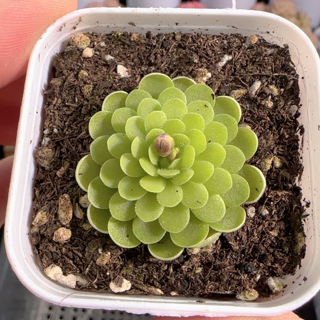 多肉0103-170捕虫堇