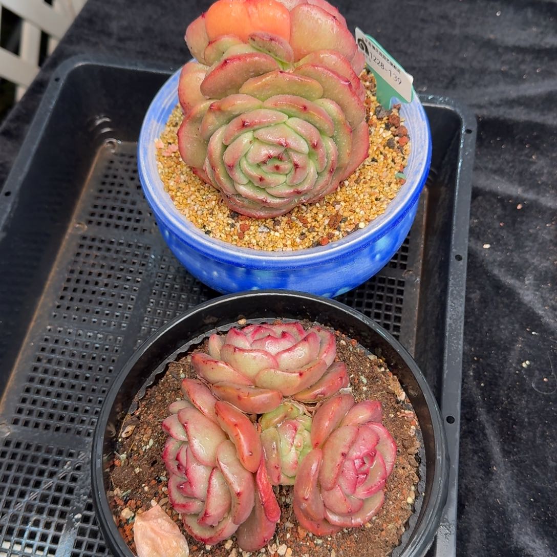 超***爱从前慢多肉精选编号1228.139两棵