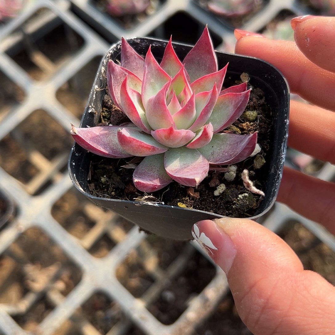 多肉植物惊鸿仙子