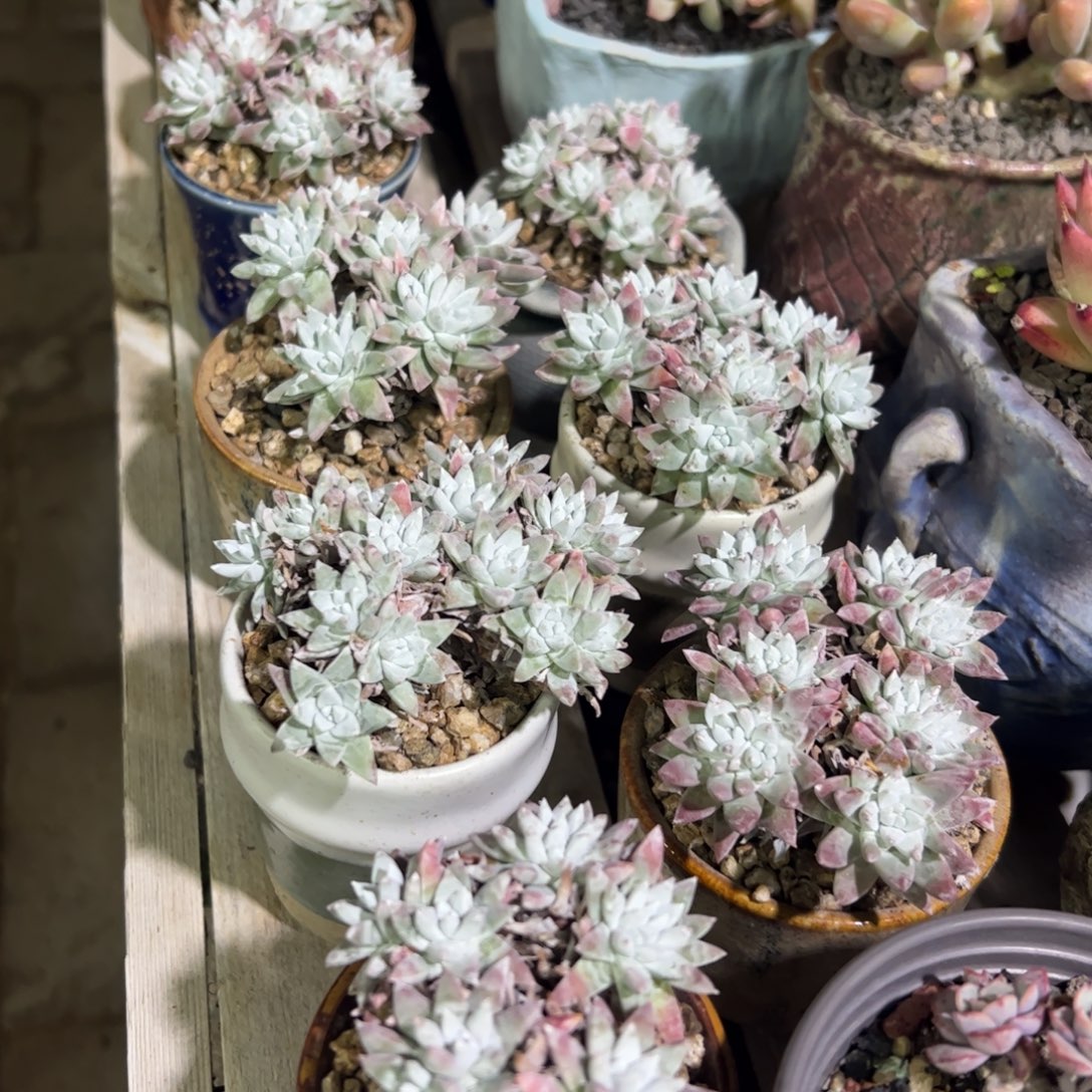白菊群生小老桩多肉