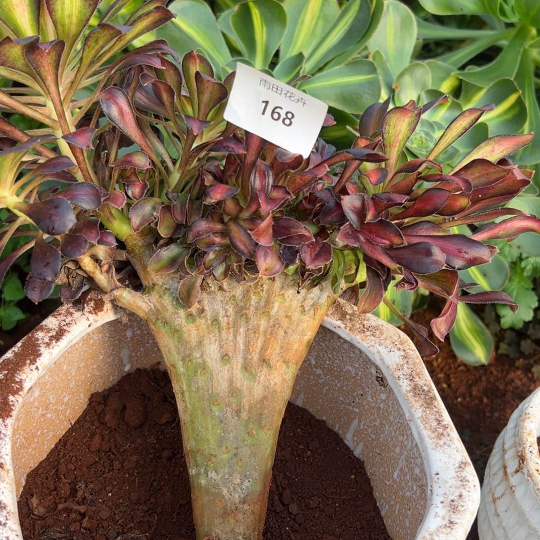 精品多肉植物168
