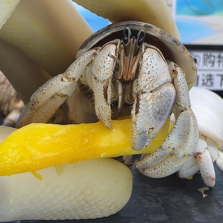 A33灰白2.3cm口径